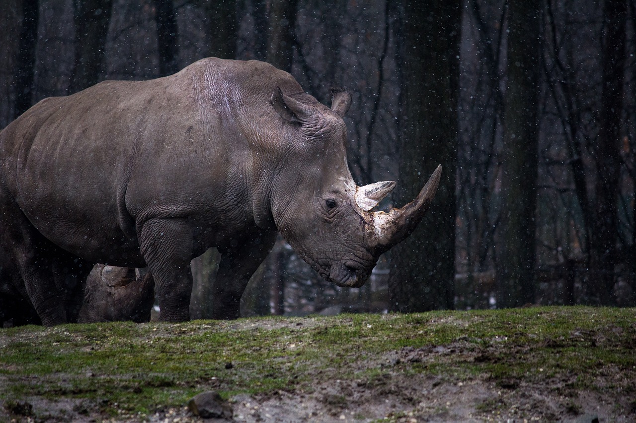 rhinoceros, horns, trees, forest, gray animal, pachyderm, mammal, animal world, wildlife photography, nature, animal, rhino, wild animal, wildlife, rhinoceros, rhinoceros, rhino, rhino, rhino, rhino, rhino